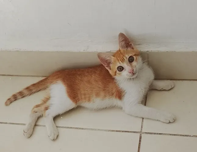 Adoção para ser feliz