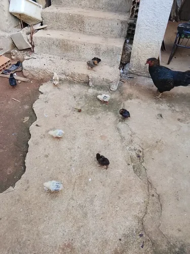 Vendo galinha caipira com 9 pintinho, mais 2 galinhas Brahma e mais 6 galinhas 
