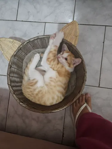 Gatinho amarelo/laranja para adoção
