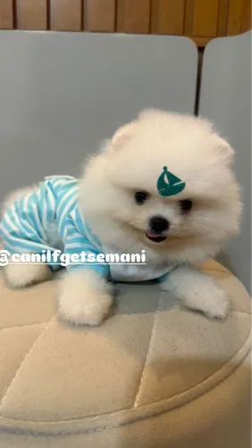 Lulu da Pomerania (Spitz Alemão Anão)