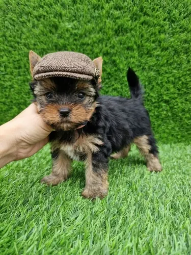 Yorkshire macho linda e saudades está cheio de amor para o seu lar