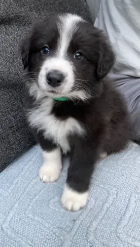 Bebezinho Border Collie dócil e vacinado com saúde garantida