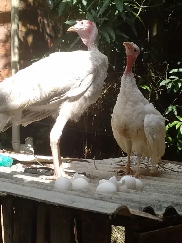 Nova Iguaçu RJ