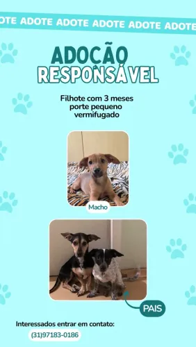 FILHOTE MACHO PARA ADOÇÃO!