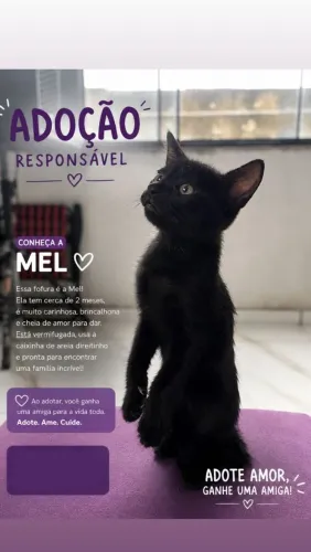 Adoção 