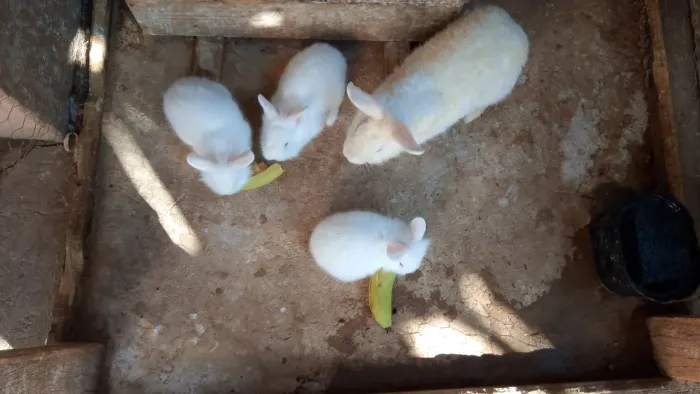 Coelhos a venda