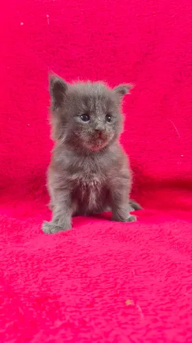 Maine Coon filhotes/ Gatil Cieslak