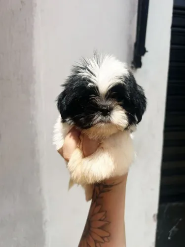 Filhote shih tzu, Um filhote, mil momentos inesquecíveis!