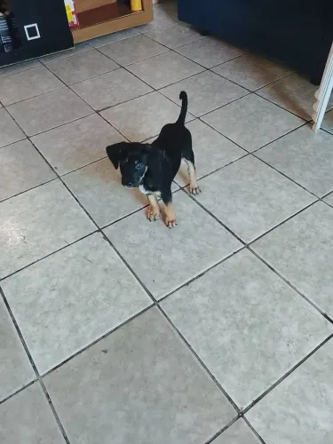 Filhote de Pastor Alemão com Rottweile/Vira-latas r 