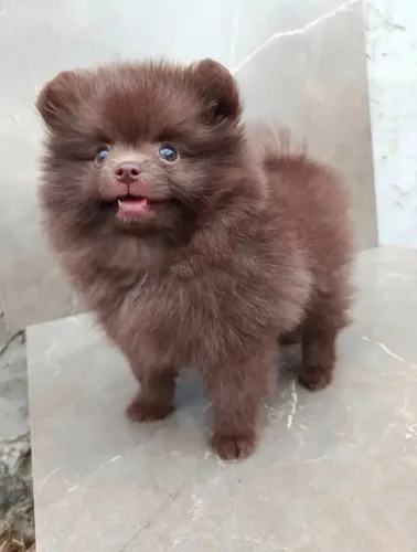 Cachorro