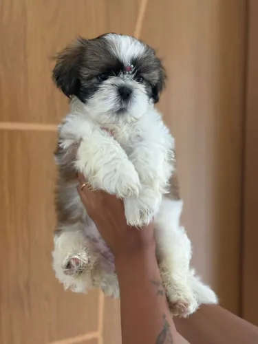 Shihtzu fêmeas com pedigree