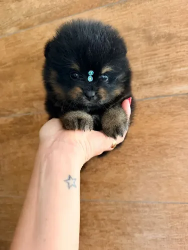 Machinhos de Spitz alemão