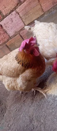 Frango 
