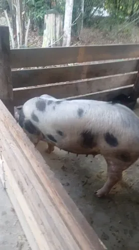 Porca 100 kg