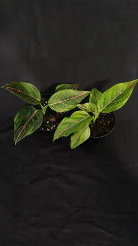 Aglaonema rotundum - café de salão - planta para interior