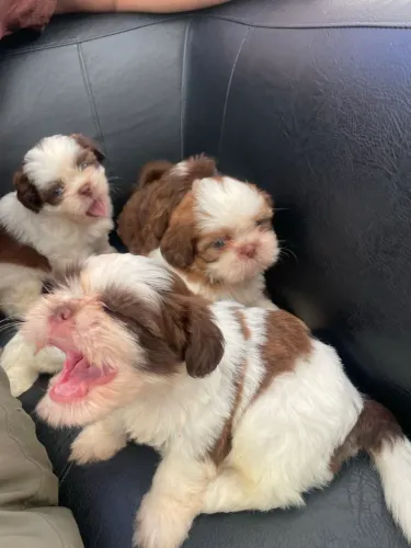 Filhote de shih tzu