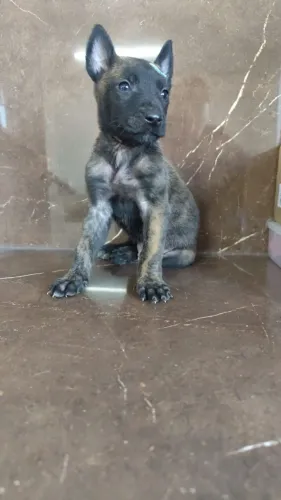 Pastor belga malinois