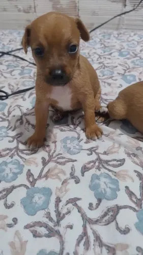 Vendo esse esse casal de pinscher puro