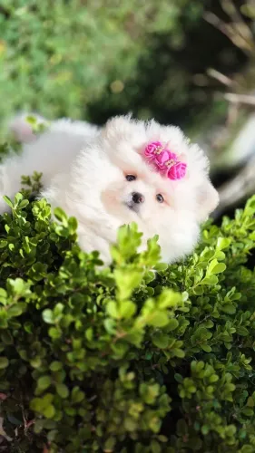 Spitz alemão ANÃO FEMEA lulu da pomerania anao