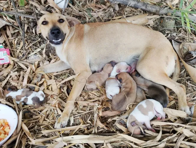 Lindos filhotes de cachorro para adoção