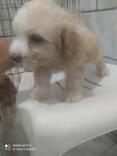 Filhote de poodle macho nascido em 15 2 26 