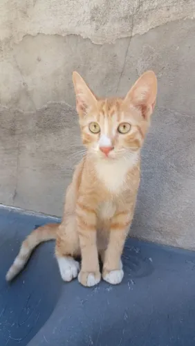 Doação de Gatos filhotes