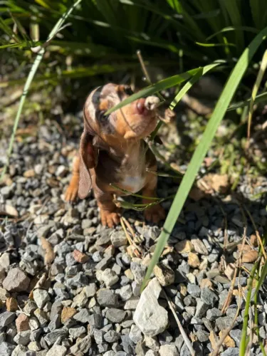 Filhotes dachshund 