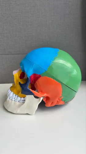 Crânio Peça anatômica