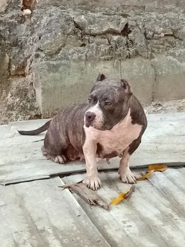 Cães 