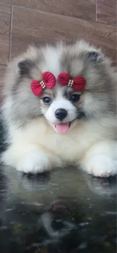 Spitz alemã anã fêmea minúscula 