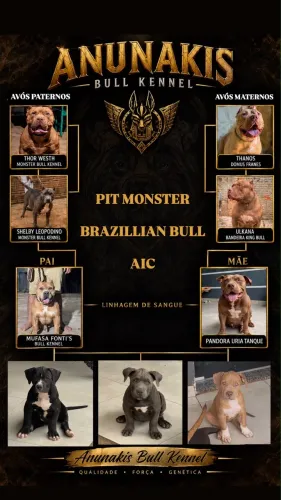 Filhote de pit monster