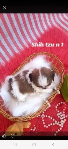Filhotes shihtzu 