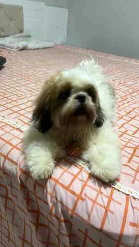 Vende shitszu 7 meses com todas as vacinas em dia