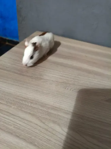 Porquinho 