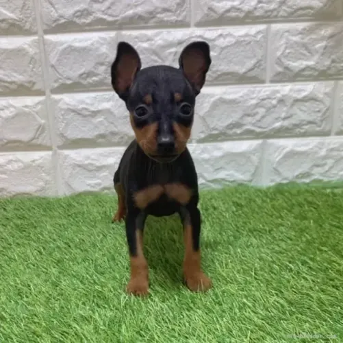 Filhotinhos Pinscher/Pincher Super Valentes Macho e Fêmea com Pedigree SP