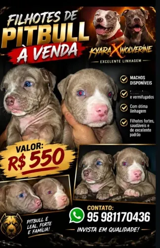 Vende se filhotes de Pitbull