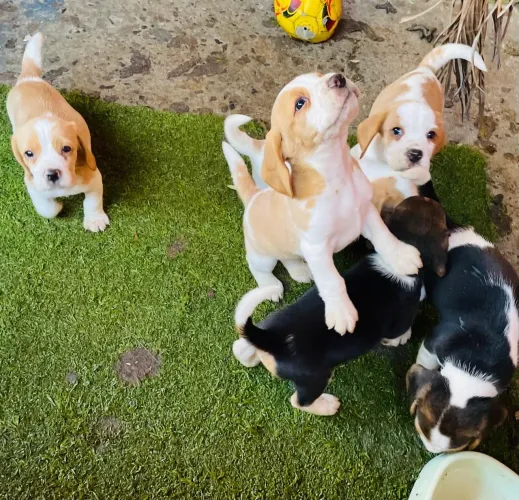 Filhote de Beagle o pequeno explorador que faz cada dia ser diferente 