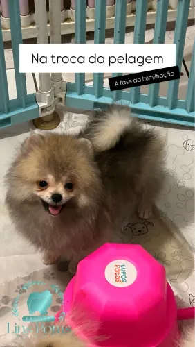Filhotes de lulu da Pomerania