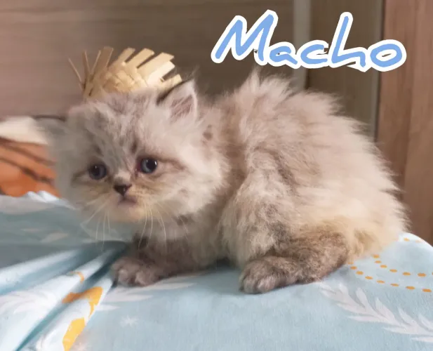 Filhote Gatos Persas