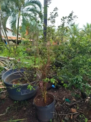 Linda jabuticaba híbrida produzindo...480 reais cada