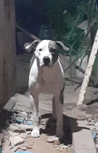 Cachorro