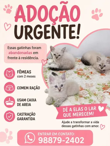 Gatinhas para doação 