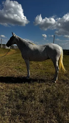 Animal