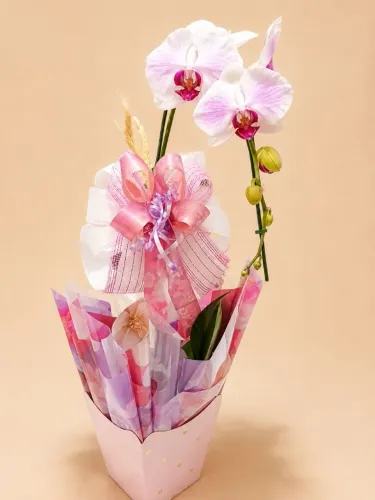 Orquídeas Naturais 