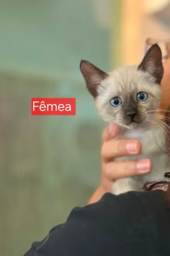 Lindos gatinhos para adoção responsável