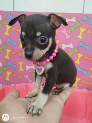 Filhote pinscher miniatura fêmea preta canela