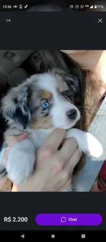 Filhote de Border Collie fêmea disponível para venda.