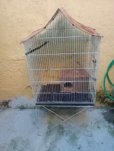 Gaiola 