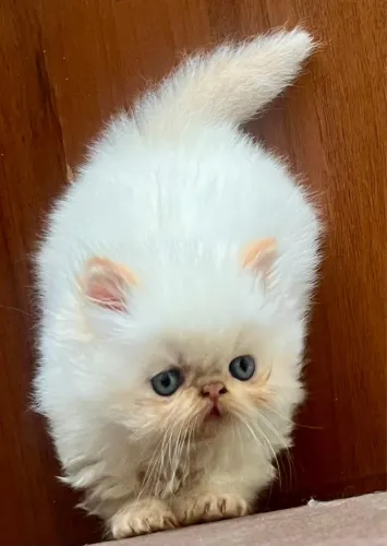 Persa filhote