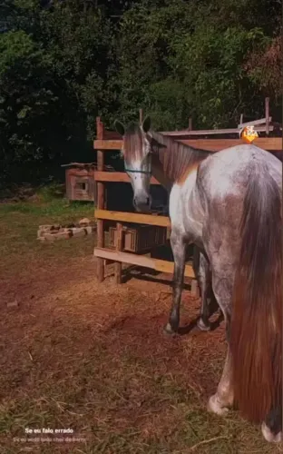 Vendo uma égua marcha batida ou faço em cavalo ou égua paulista
